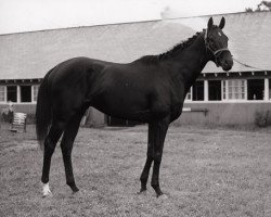 Deckhengst Noor xx (Englisches Vollblut, 1945, von Nasrullah xx)