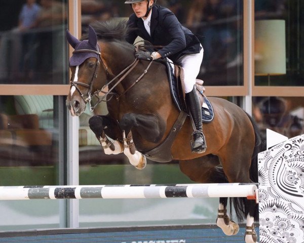 jumper Fire (KWPN (Royal Dutch Sporthorse), 2010, from Guccio)