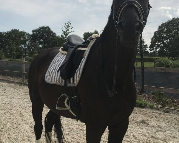 dressage horse Kiss Royal (Hanoverian, 2008, from Kaiserdom)