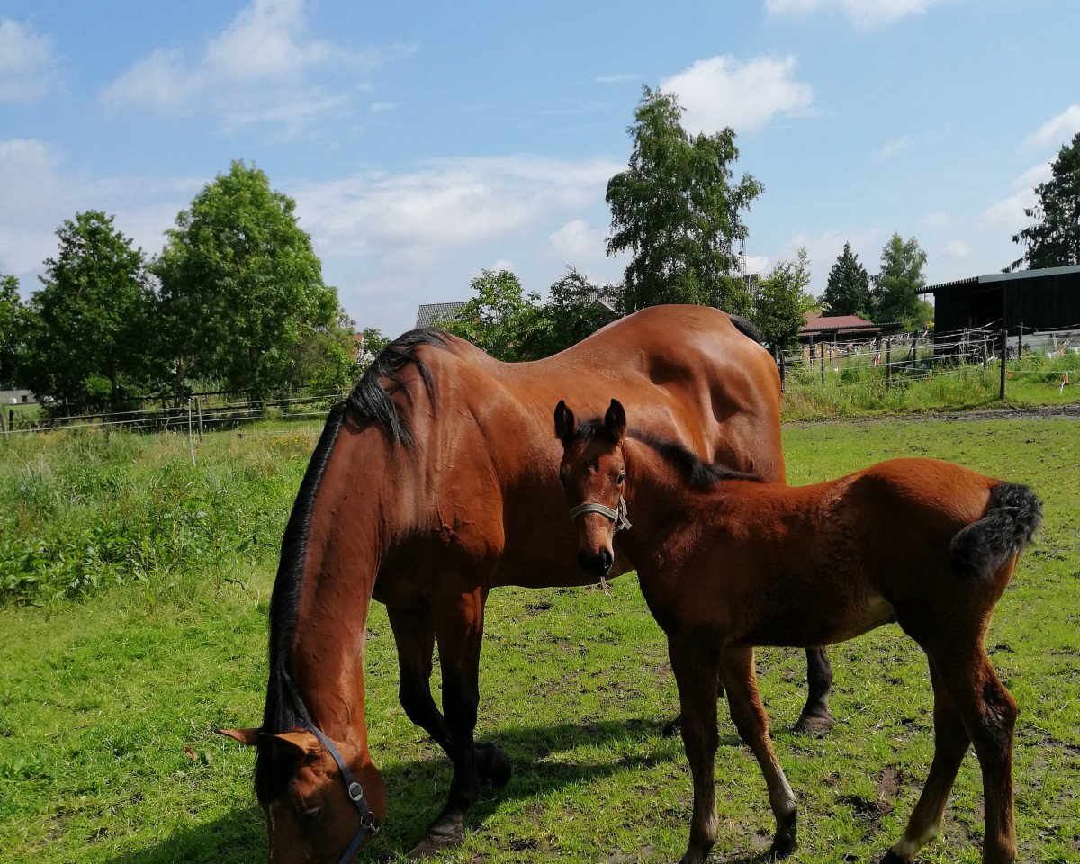 Pferd Take It Easy C (Belgisches Warmblut, 2019, von Falaise de Muze)