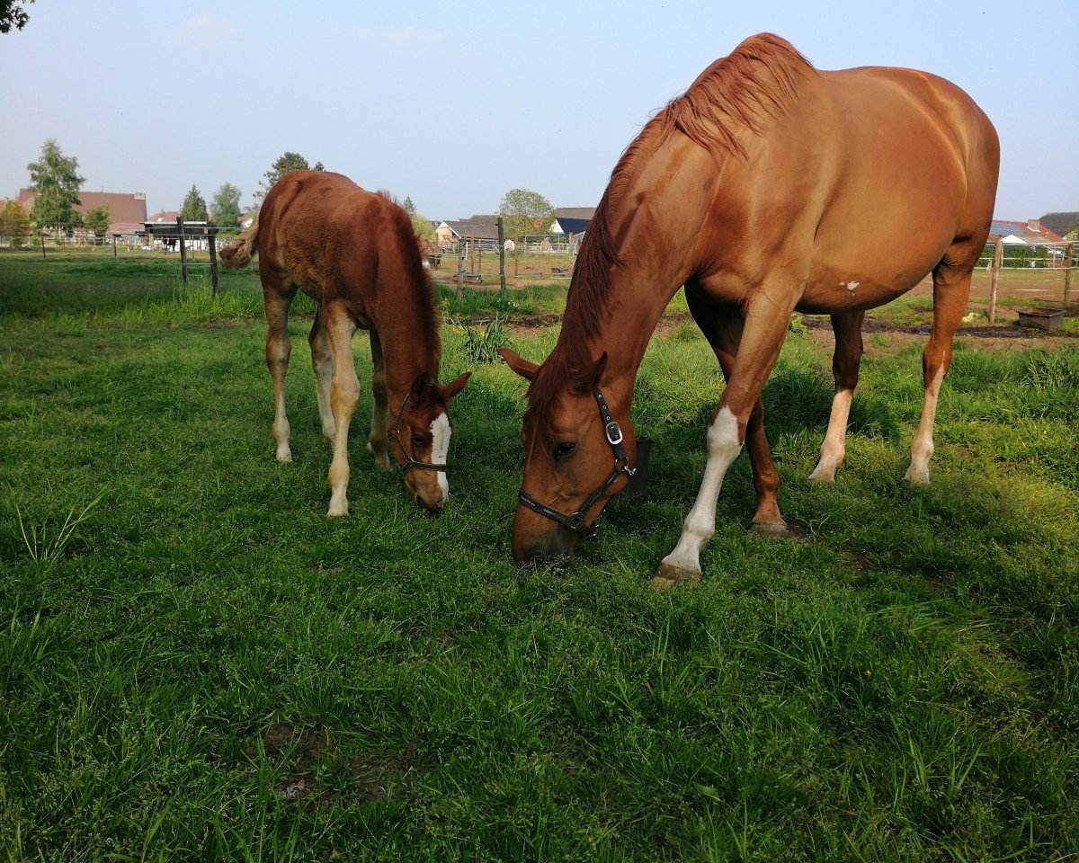 Pferd Tic Tac C (Belgisches Warmblut, 2019, von Arezzo)