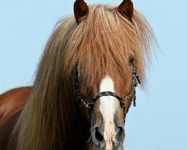stallion Dagfari vom Drammetal (Iceland Horse, 1988, from Draupnir frá Kirkjubæ)