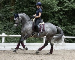 broodmare It's my way WH (Trakehner, 2013, from Kentucky)