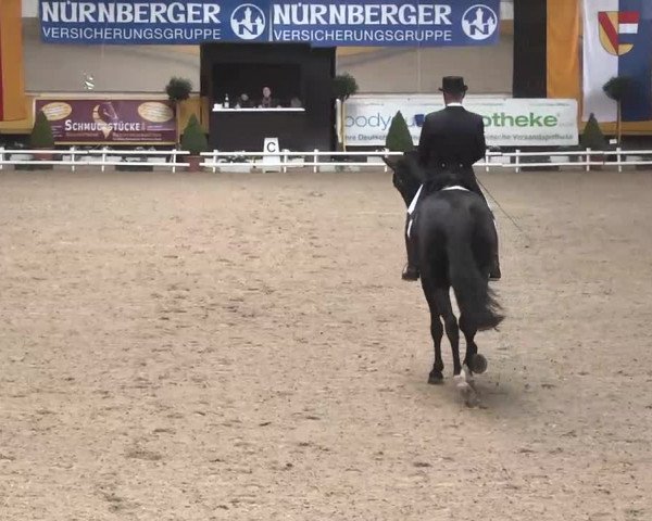 7. Pforzheimer Dressurtage 2016