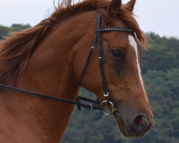 horse Herzkönig (Thoroughbred, 2006, from Paolini xx)