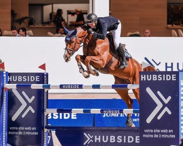 jumper Perry Khr (Hanoverian, 2011, from Perigueux)