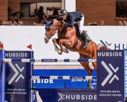 jumper Perry Khr (Hanoverian, 2011, from Perigueux)