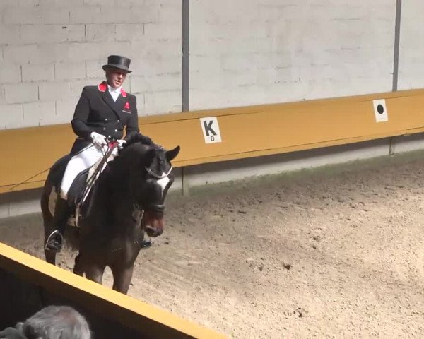 7. Pforzheimer Dressurtage 2016