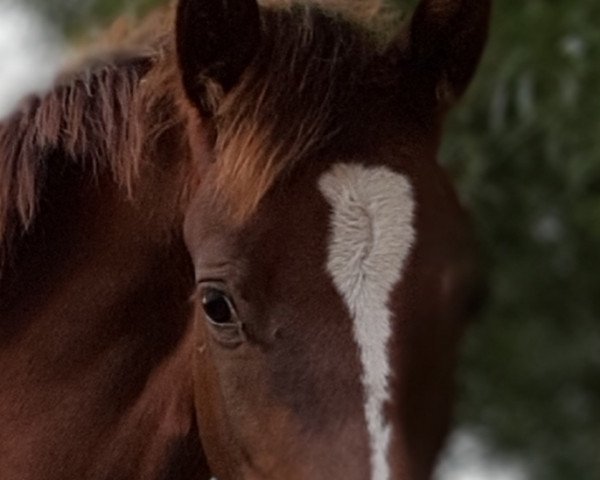 Pferd Fohlen von Cosmo Royale (Deutsches Reitpony, 2019, von DSP Cosmo Royale)
