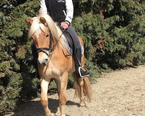 Cavallo Zalucca (Avelignese / Haflinger italiano, 2016)
