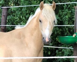 horse Carlito KK (German Riding Pony, 2018, from Caramel FH WE)