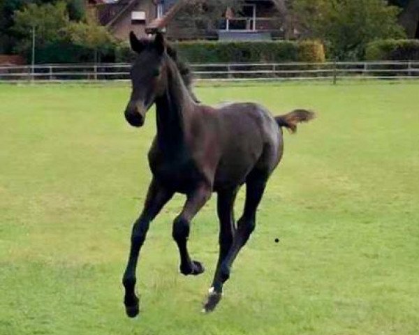 horse Hengst von Favorit AsK (Oldenburg show jumper, 2019, from Favorit Ask)