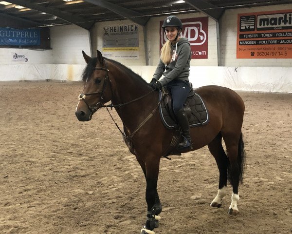 jumper No Secret R (German Sport Horse, 2015, from No Limit)