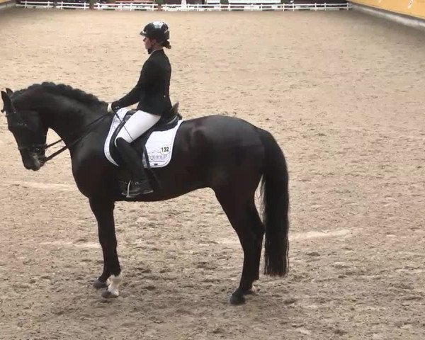 7. Pforzheimer Dressurtage 2016