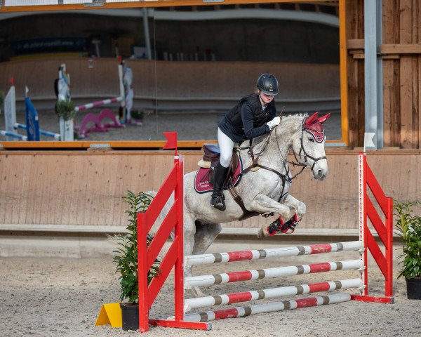 jumper Abby 68 (Hanoverian, 2008, from Alabaster)