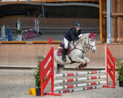 jumper Abby 68 (Hanoverian, 2008, from Alabaster)