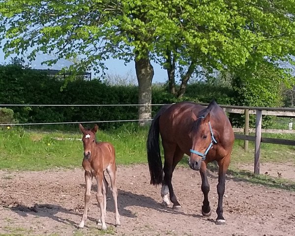 horse Hengst von Catch / Carry (Holsteiner, 2019, from Catch)