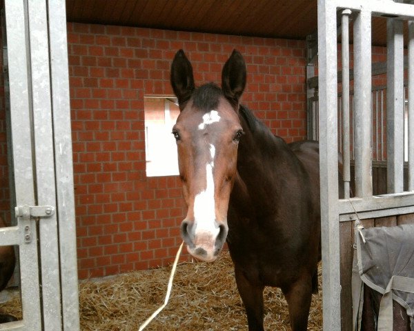 horse Lajana S (Oldenburg, 1991, from Landfrieden)