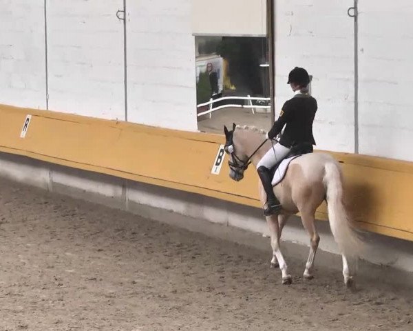 7. Pforzheimer Dressurtage 2016