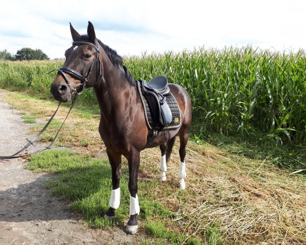 Dressurpferd Domaine Romance Conti (Deutsches Reitpony, 2005, von Dangereux)