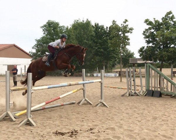 Springpferd Caro Ass 19 (Mecklenburger, 2013, von Carenzo)