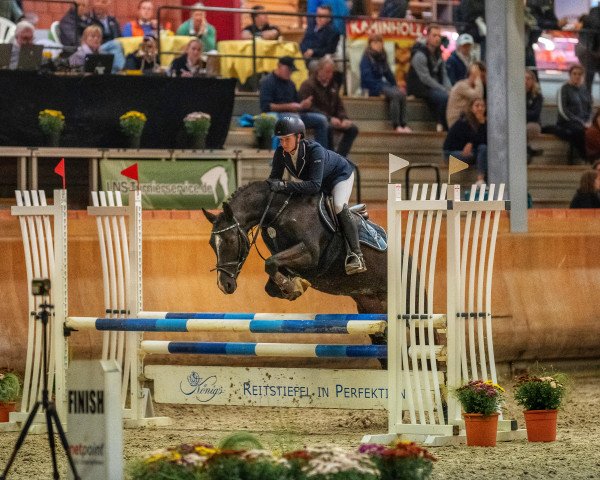 Pferd Mücke (Deutsches Reitpony, 2012, von Nemax)