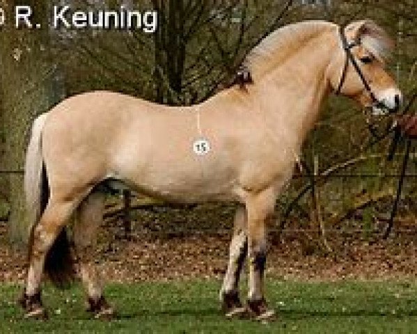 stallion Reinar (Fjord Horse, 1996, from Myrstein N.1866)