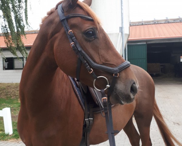 horse Bailandina (Oldenburg, 2015, from Bernay)
