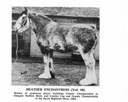 Zuchtstute Heather Enchantress (Clydesdale, 1961, von Muirton Surprise 24807)