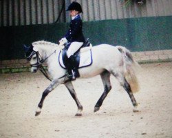 dressage horse Rakker R (Welsh, 2010)