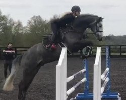 jumper Crossbar Melloni (Holsteiner, 2012, from Casall Ask)