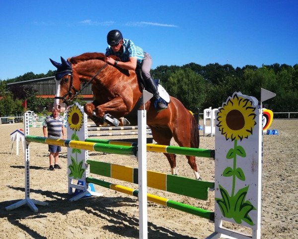 Springpferd Crodon (Deutsches Sportpferd, 2006, von Celentano)