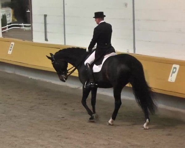 7. Pforzheimer Dressurtage 2016