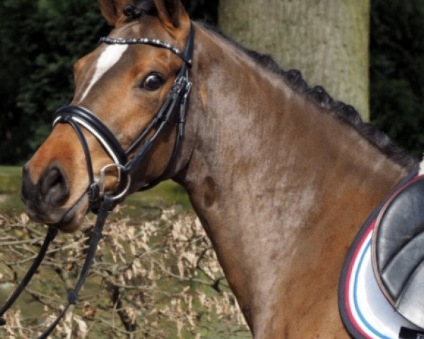 dressage horse NaNa's Lottchen (German Riding Pony, 2013, from FS Cracker Jack)