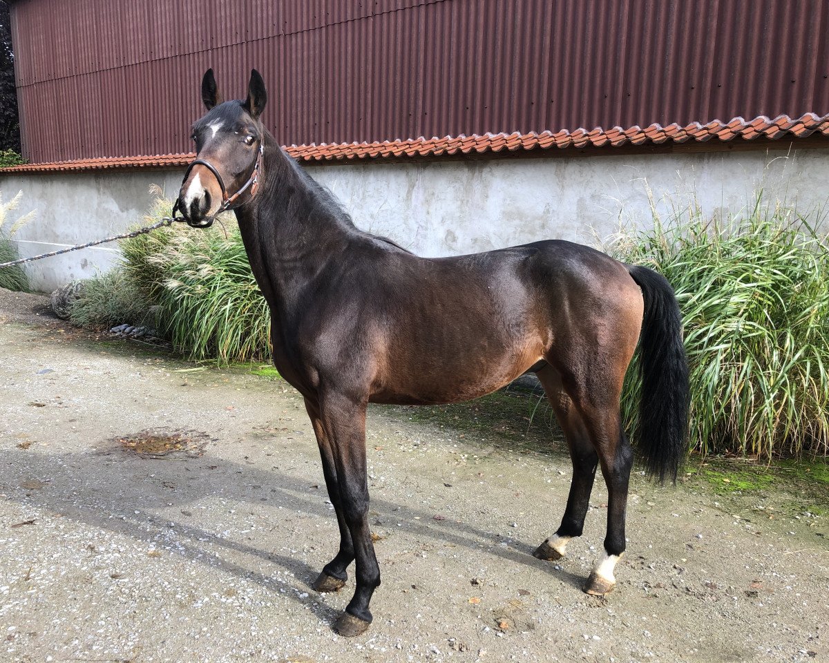 Pferd Ducado (Oldenburger, 2018, von Dallas VDL Z)