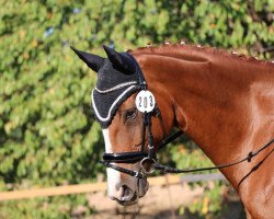 dressage horse Romanow - H-S (Hanoverian, 2011, from Royal Blend)