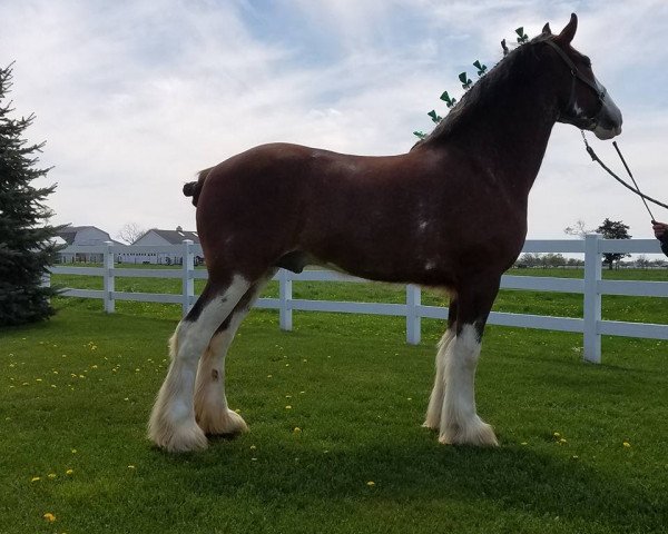 Pferd Bell's Superior Mac (Clydesdale, 2013, von Tablerock's Cracker Jack)