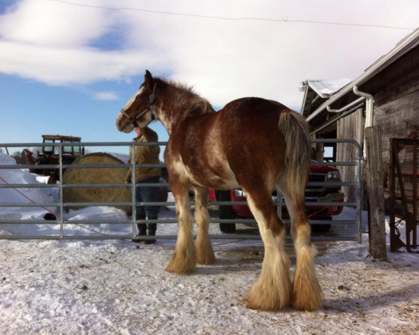broodmare Bell's Superior Lenzy (Clydesdale, 2009, from Willow Way Darius)