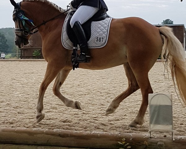 horse Benessa (unknown, 2012)