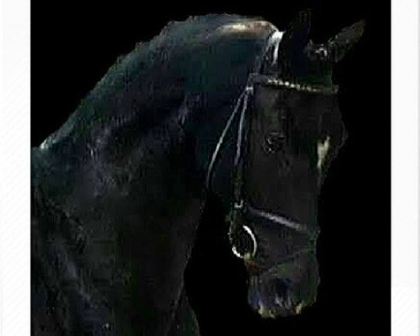 broodmare Waikiki-Chica (Hanoverian, 2011, from Wakantanka M)