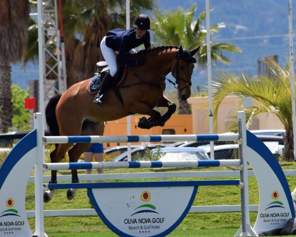 jumper Calou (KWPN (Royal Dutch Sporthorse), 2007, from Roven xx)