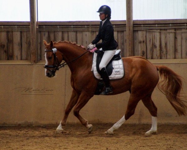 horse Sweet Smartie (Württemberger, 2011, from Sarkozy 3)