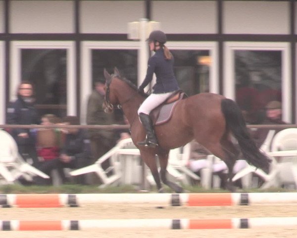 Reitturnier Spenge-Wallenbrück 2016