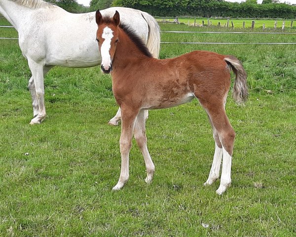 jumper Cordula Grün (Hanoverian, 2019, from Cristallo I)