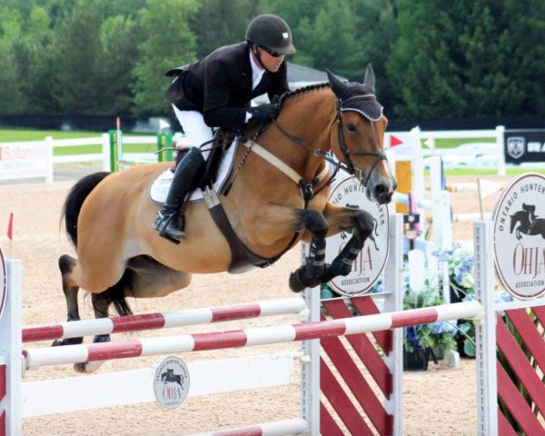 horse Falco de Lizami (Belgian Warmblood, 2005, from Sheyenne de Baugy) horse Falco de Lizami (Belgian Warmblood, 2005, from Sheyenne de Baugy)