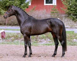 stallion Manifico 226 (Westphalian, 2016, from E.H. Millennium)