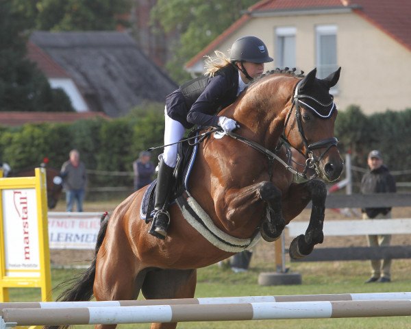 jumper Lightning Star 13 (Oldenburg, 2007, from Lancado)