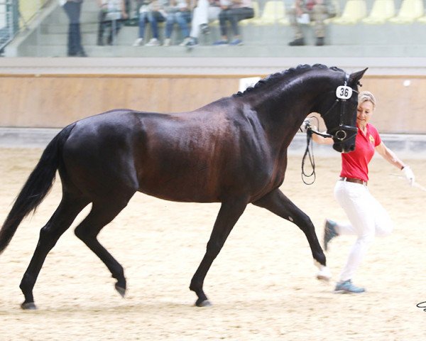horse Granada (Westphalian, 2014, from Grey Flanell)