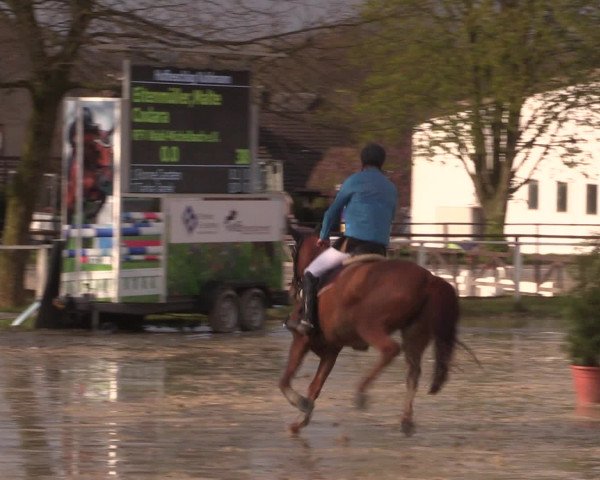 Reitturnier Spenge-Wallenbrück 2016