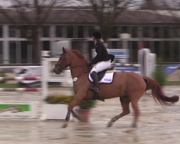 Reitturnier Spenge-Wallenbrück 2016